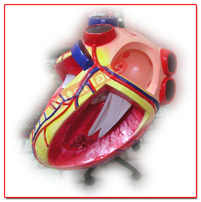 Giant Heart Model